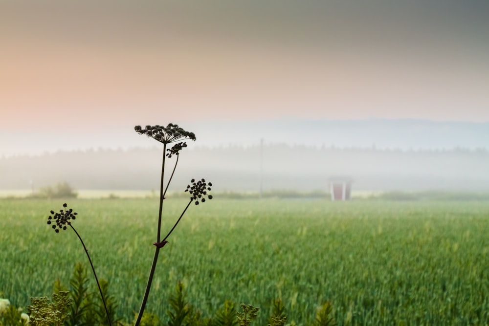 Blattpflanze in der Nähe von Gräsern