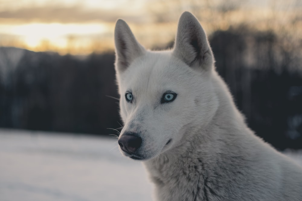 Fotografía de enfoque superficial de lobo blanco