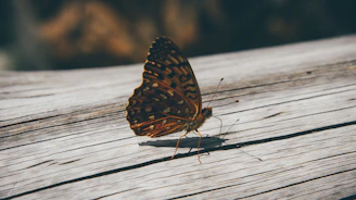 The delicate butterfly logo etched subtly into a smooth wooden surface, symbolizing transformation.