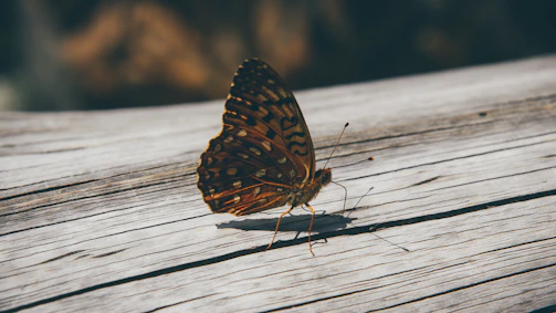 The delicate butterfly logo etched subtly into a smooth wooden surface, symbolizing transformation.