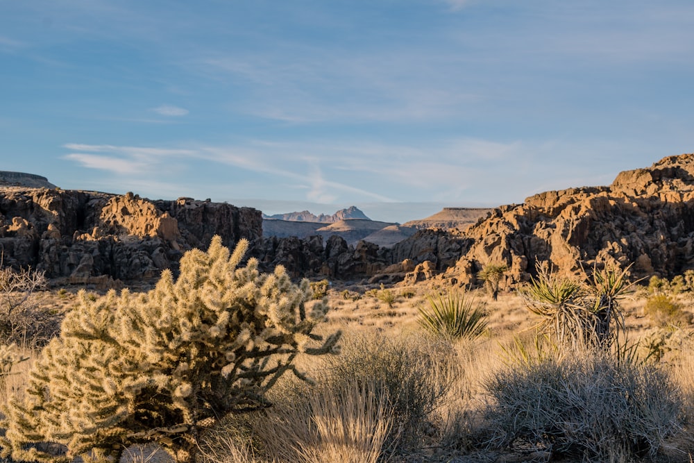 photo of mountain near trees