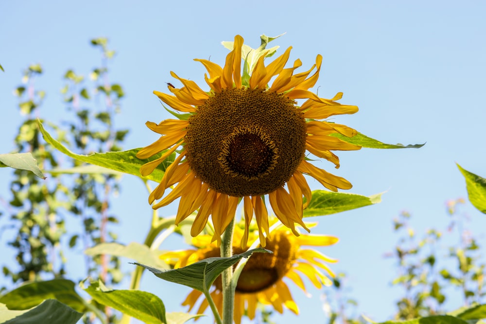 yellow sunflower