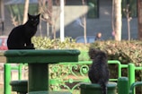 Two cats are perched on circular green platforms in an outdoor setting. One cat is black, sitting with its mouth slightly open, and the other is a tabby facing away. The background features greenery and blurred elements of an urban environment.
