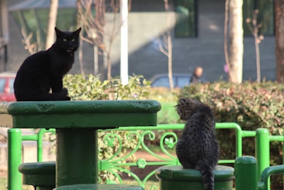 Two cats are perched on circular green platforms in an outdoor setting. One cat is black, sitting with its mouth slightly open, and the other is a tabby facing away. The background features greenery and blurred elements of an urban environment.