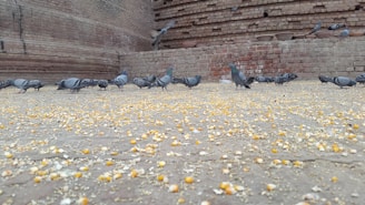 A group of pigeons pecking at scattered corn on a rough brick surface. The background consists of old, weathered brick walls, giving a rustic atmosphere. Some pigeons are airborne with partially spread wings, while others are busy feeding.