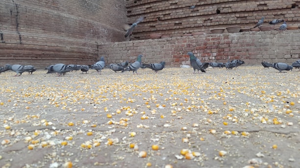 A group of pigeons pecking at scattered corn on a rough brick surface. The background consists of old, weathered brick walls, giving a rustic atmosphere. Some pigeons are airborne with partially spread wings, while others are busy feeding.