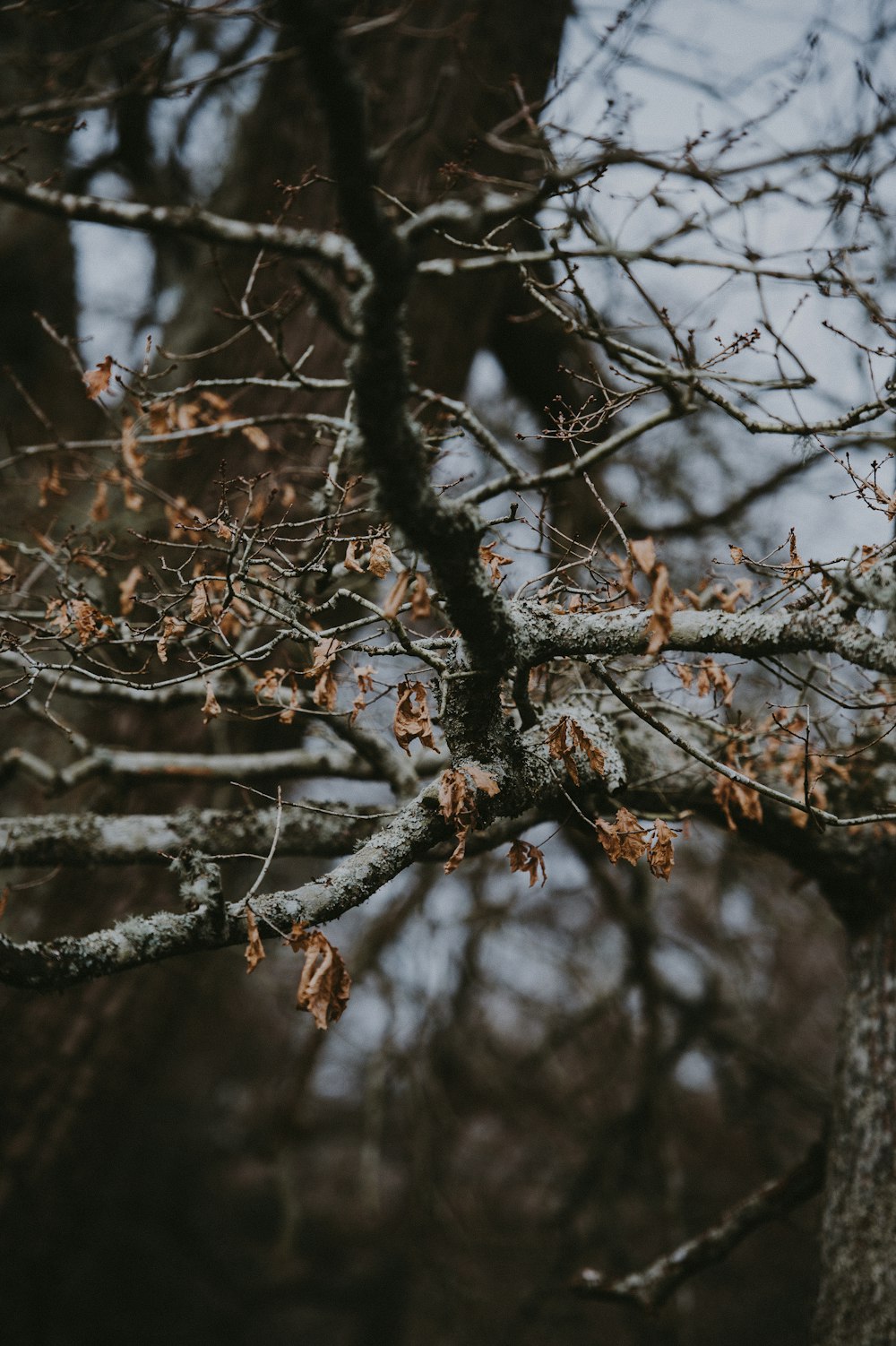 arbre à feuilles séchées sous un ciel ensoleillé