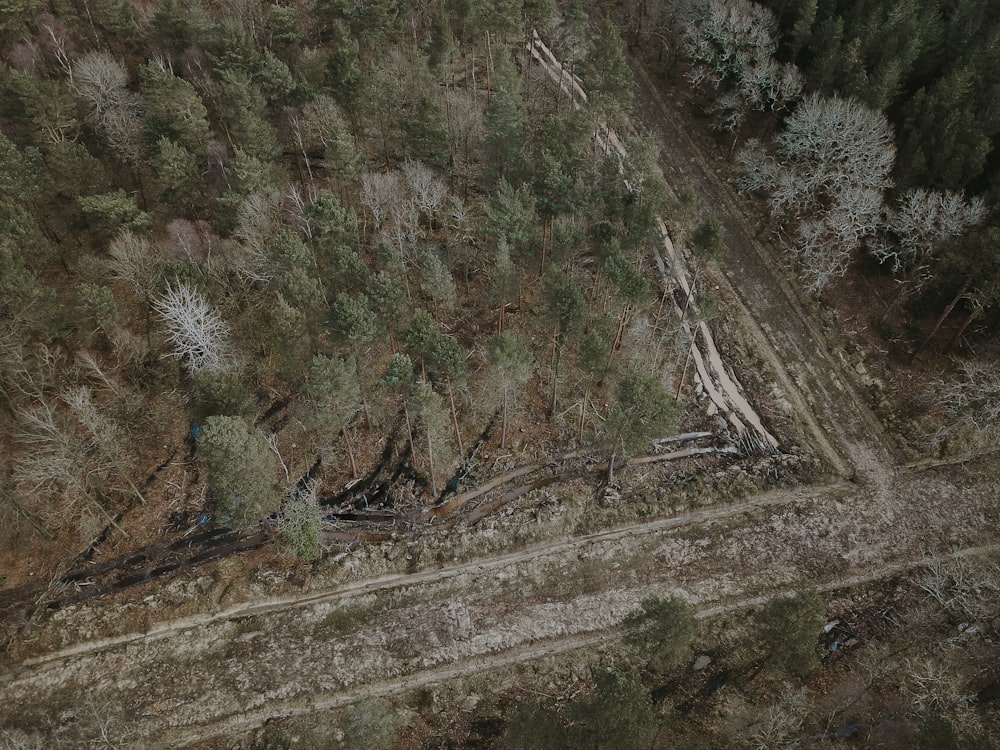 aerial view of forest