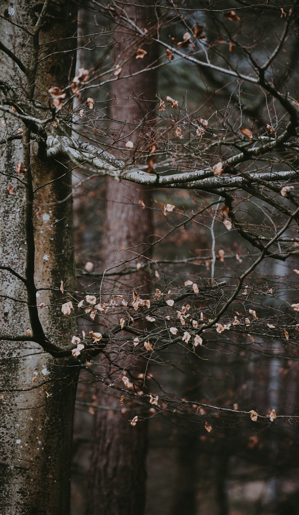 photo of green trees