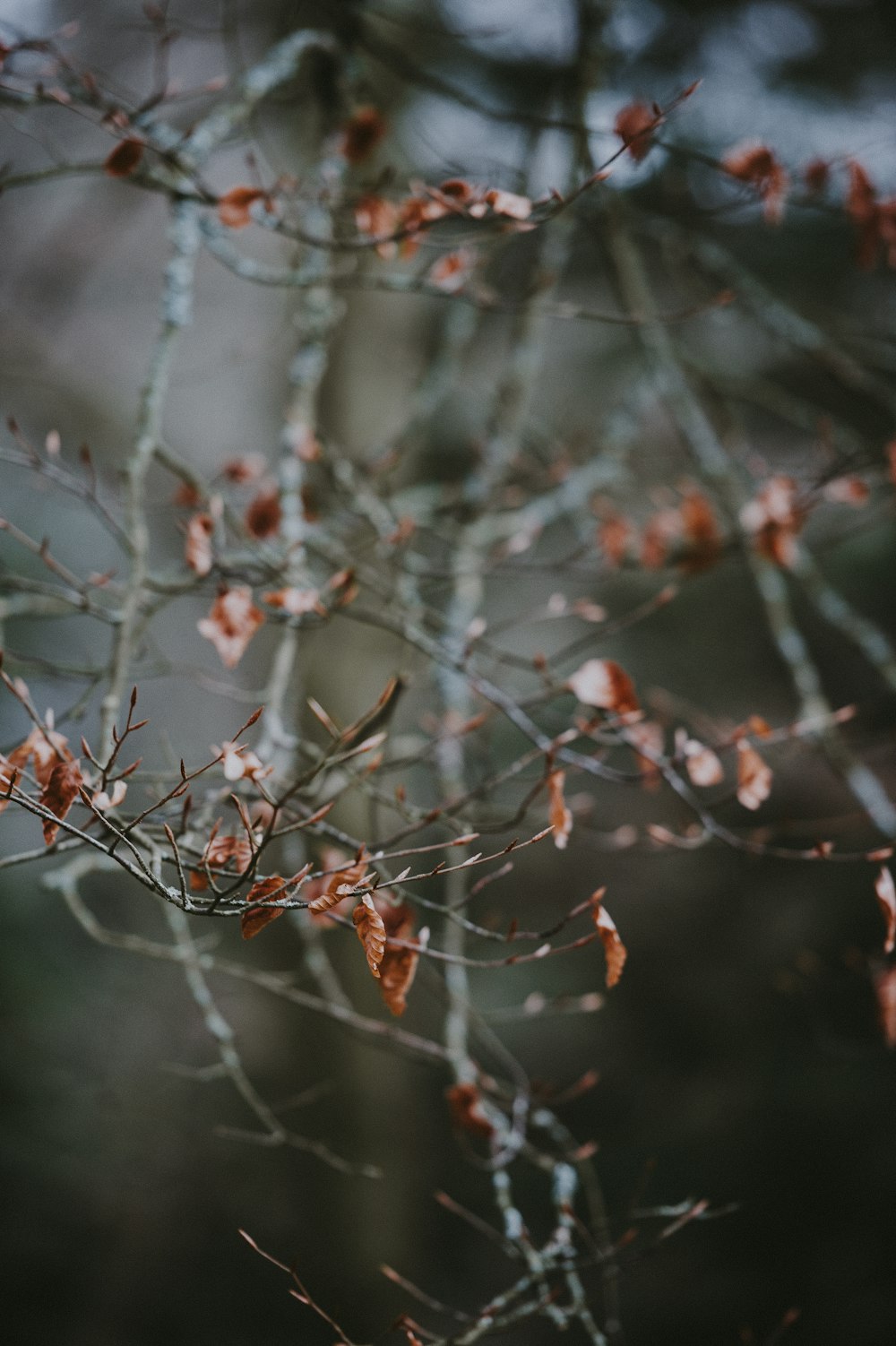 Flachfokusfotografie eines braunblättrigen Baumes