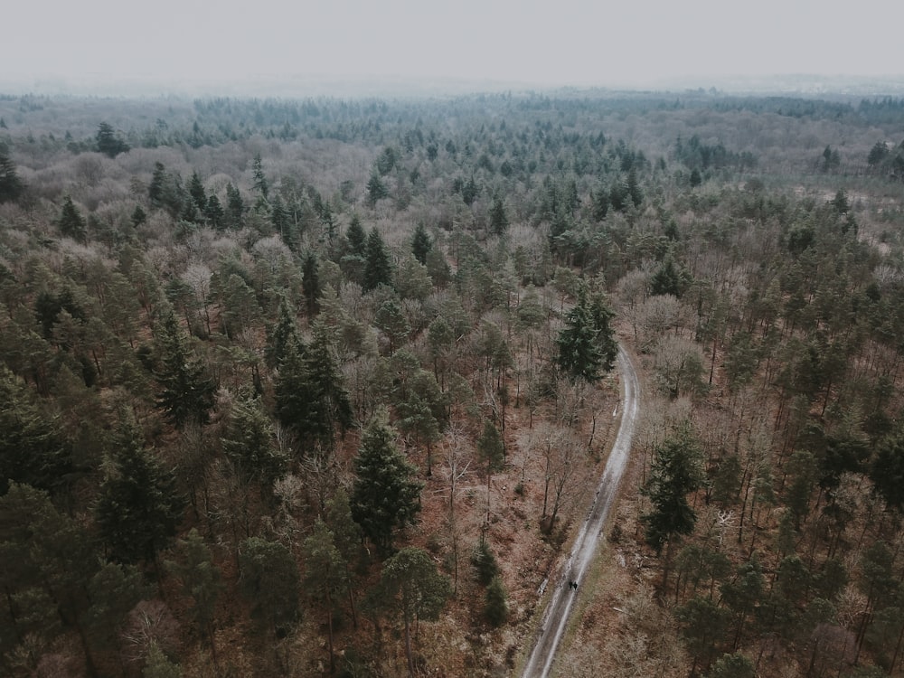 aerial photography of green leafed trees