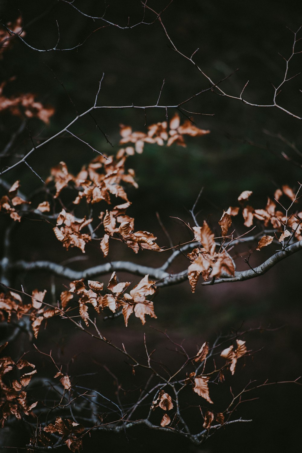 Photo d’arbre à feuilles brunes