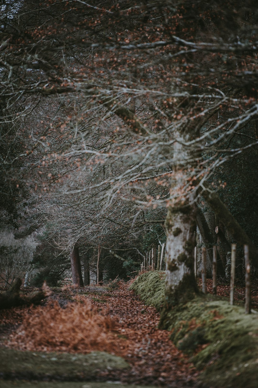 landscape photo of trees