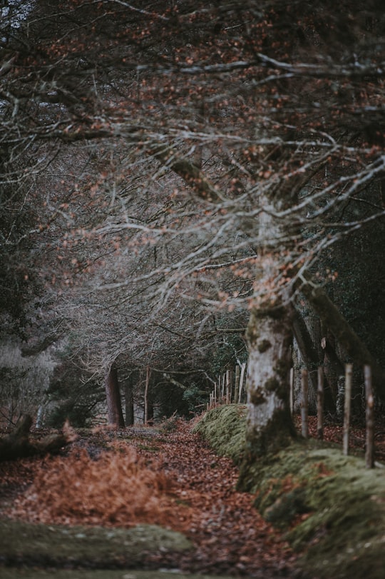 landscape photo of trees in New Forest District United Kingdom