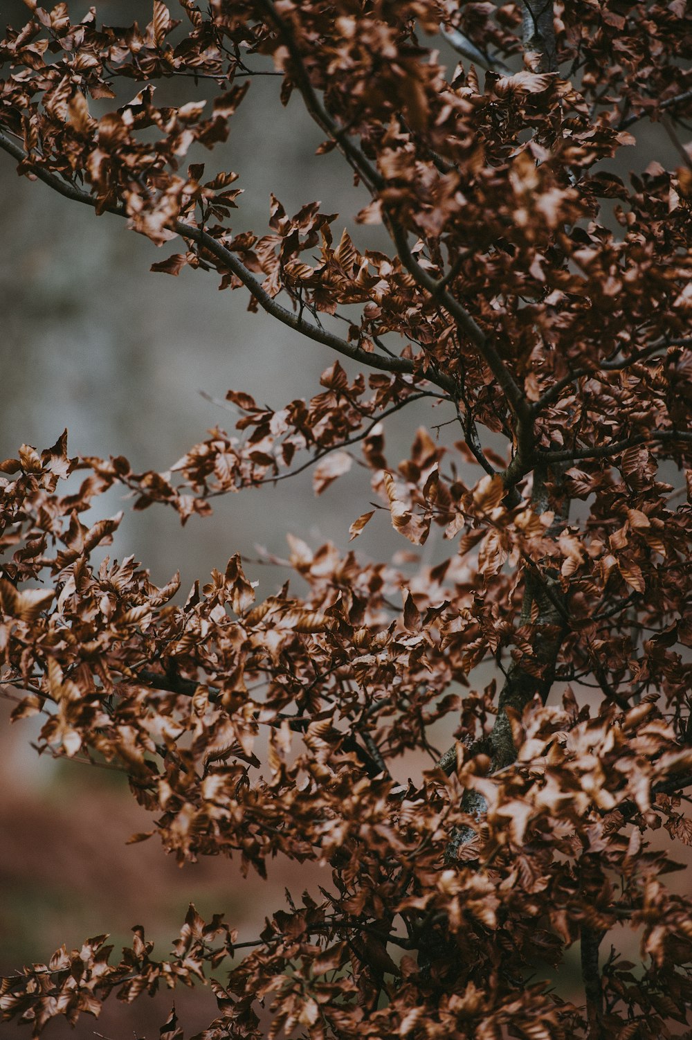 focus photography of brown leafed tree