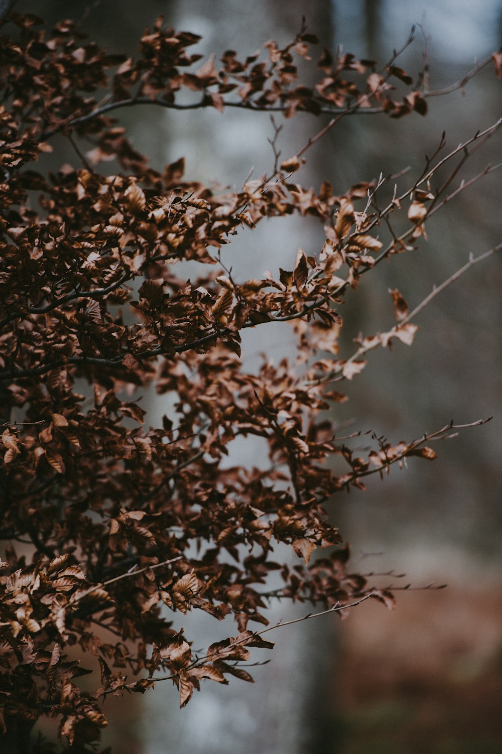 selective focus photograph of brown plant