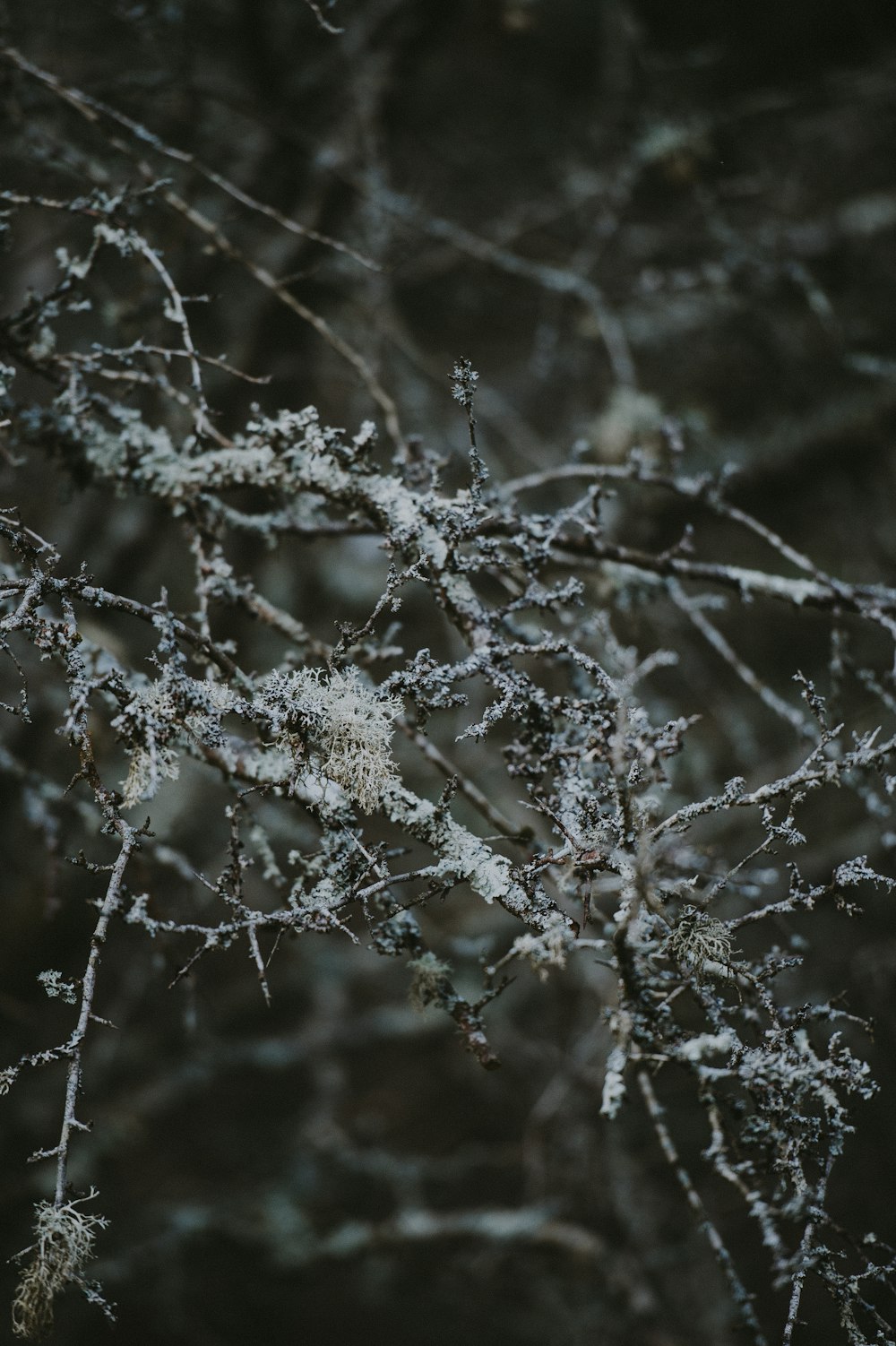 closeup photo of leafless twigs