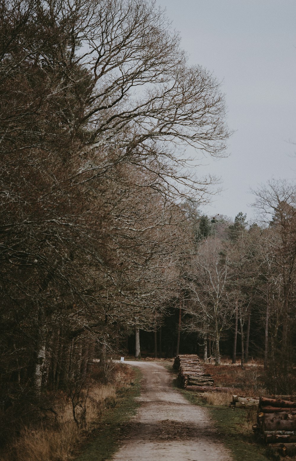 pathway between trees