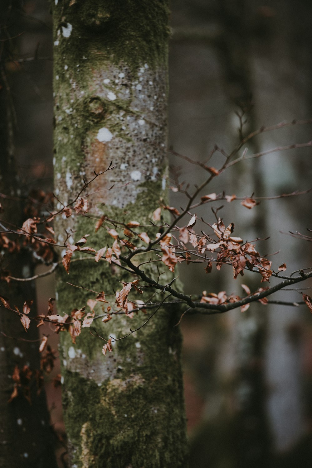 shallow focus photography of dried leaves