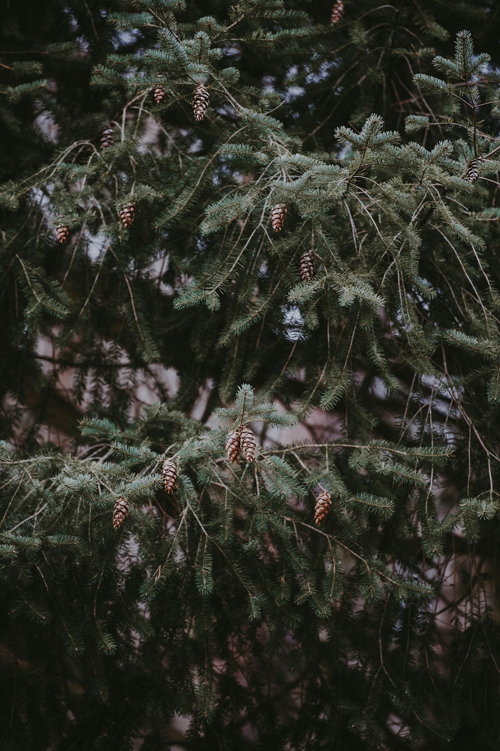 photography of pinecone tree