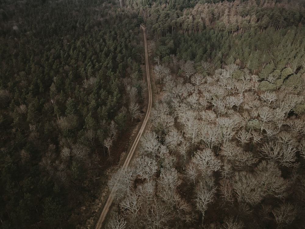 森の真ん中にある高速道路