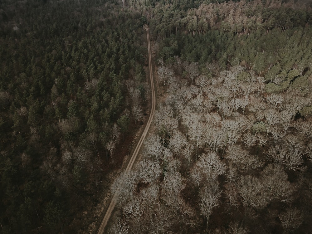 Autoroute au milieu de la forêt