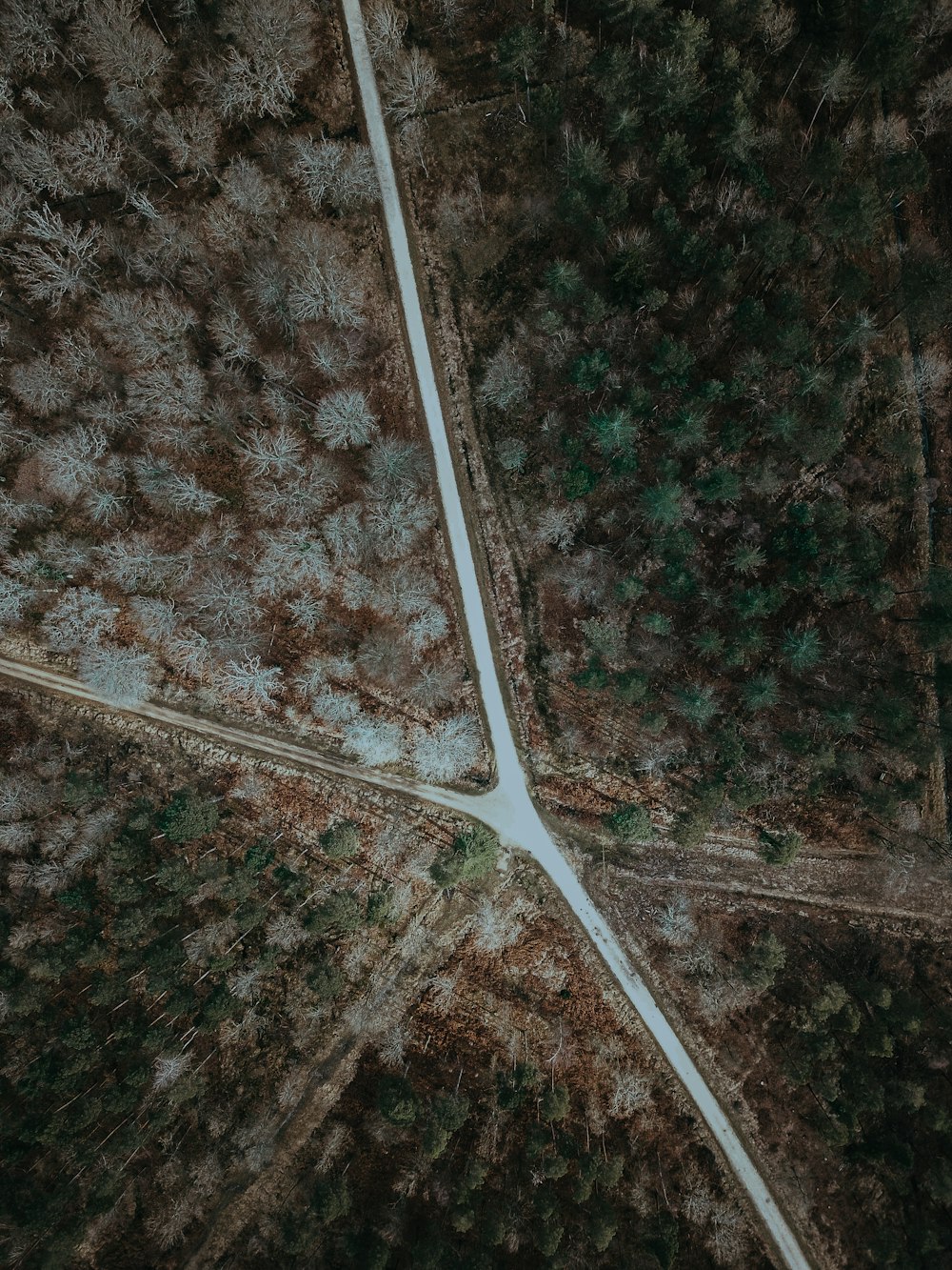 bird's eye view photography of trees