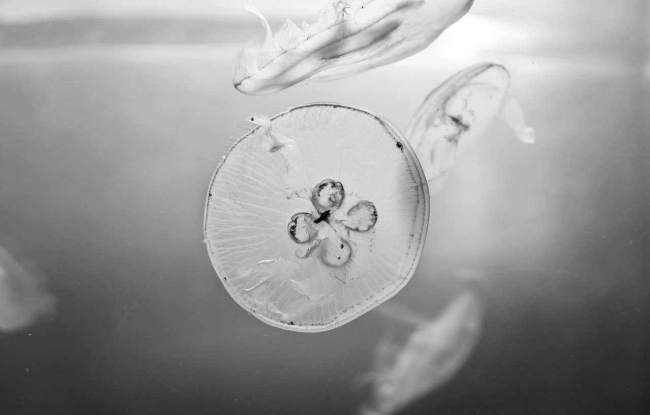 jellyfishes underwater