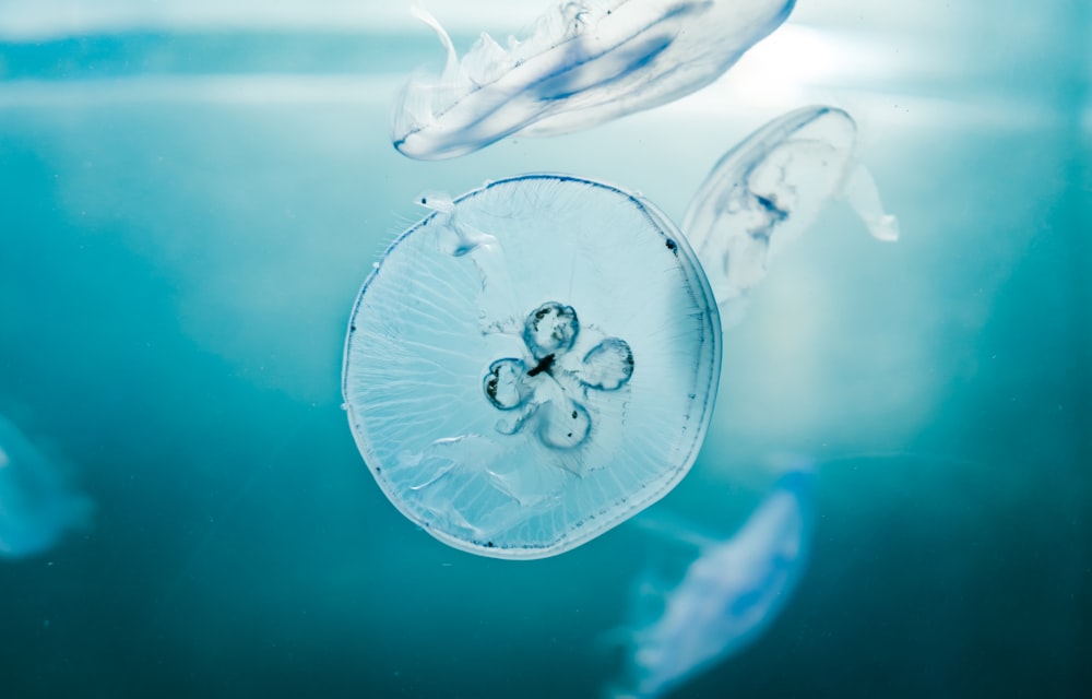 medusas bajo el agua