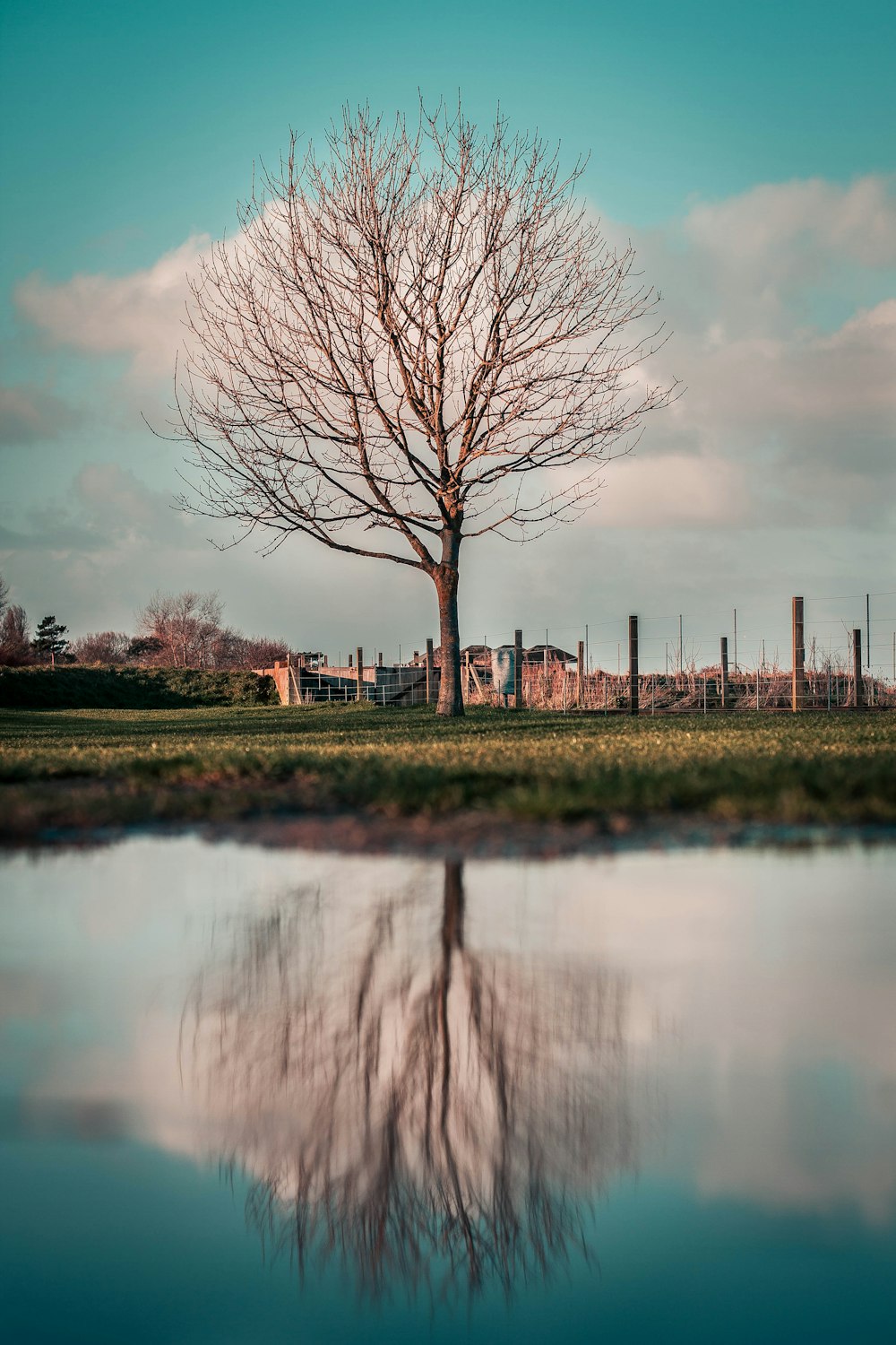 bare tree in pasture near body of water under cloudy sky
