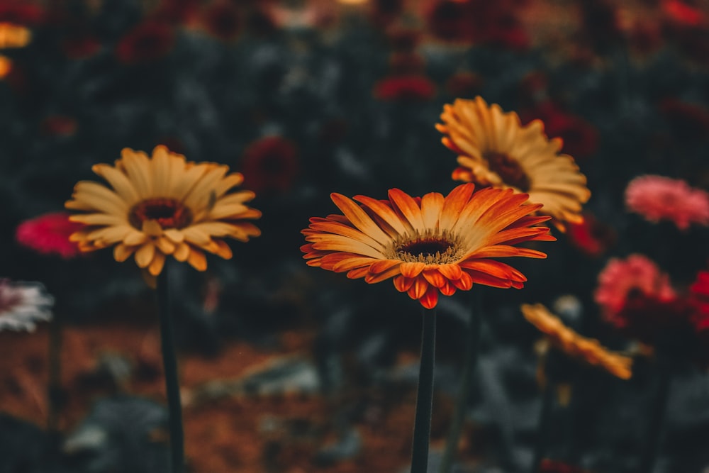 Fotografia de foco raso de flores alaranjadas