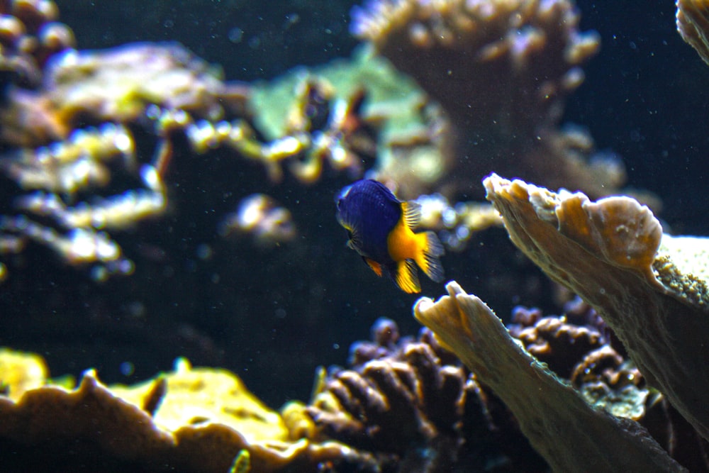青とオレンジのペットの魚