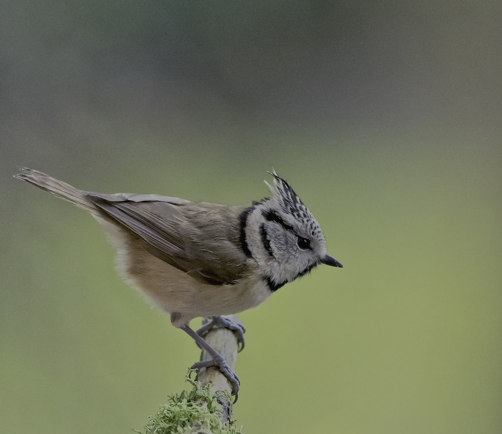 brown bird on branch