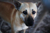 A close-up of a rescued dog’s bright eyes filled with trust and curiosity.