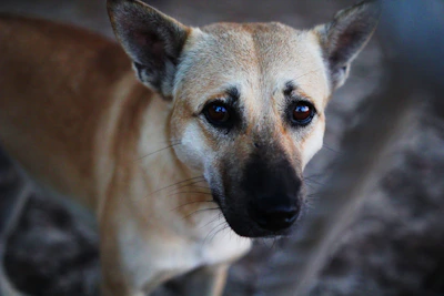 A close-up of a rescued dog’s bright eyes filled with trust and curiosity.
