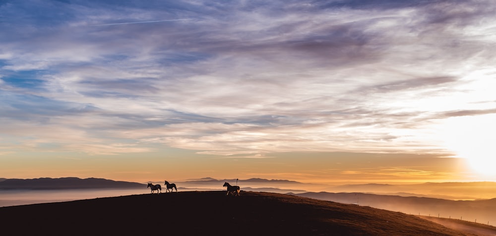 Foto da silhueta dos cavalos