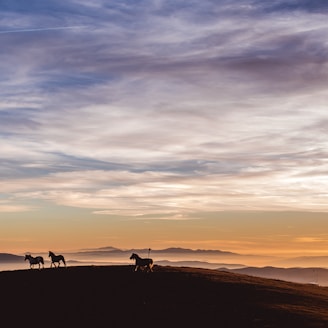 silhouette photo of horses