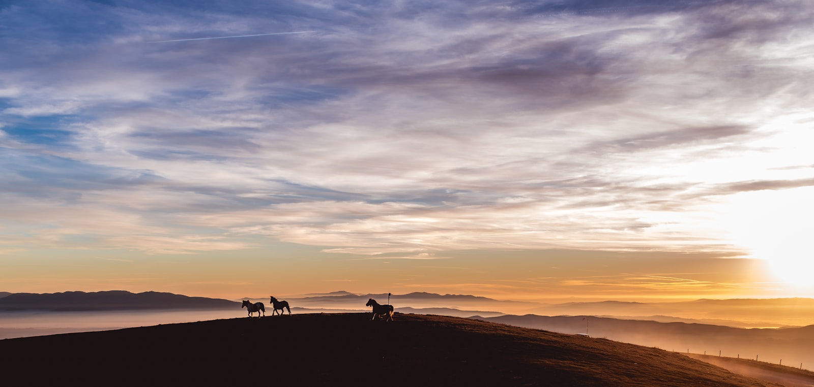 Nikon D750 + Sigma 35mm F1.4 DG HSM Art sample photo. Silhouette photo of horses photography