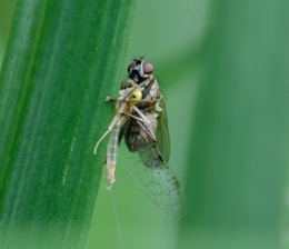 A fly with large red eyes is perched on a green leaf, holding a smaller insect in its grasp. The scene is captured in a close-up shot, focusing on the intricate details of the fly's body and the delicate wings of the smaller insect.