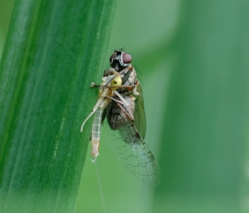 A fly with large red eyes is perched on a green leaf, holding a smaller insect in its grasp. The scene is captured in a close-up shot, focusing on the intricate details of the fly's body and the delicate wings of the smaller insect.