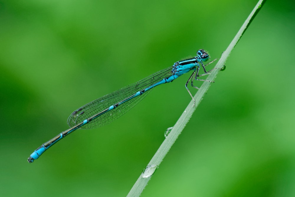 Fotografia de foco raso de libélula azul na grama verde com gotas de água