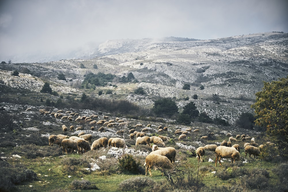 herd of lamb on hills