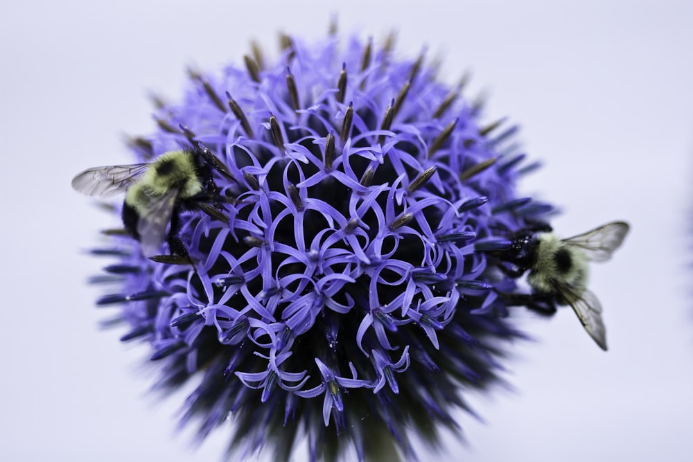 close view of two bees pollinating on cluster of blue flowers