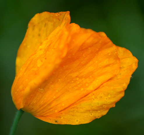 Close-up of a vibrant orange blossom watercolor with bleeding edges and rich pigment.