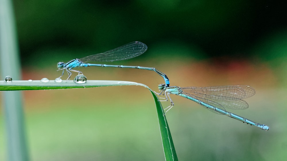 two dragonflies on leaf