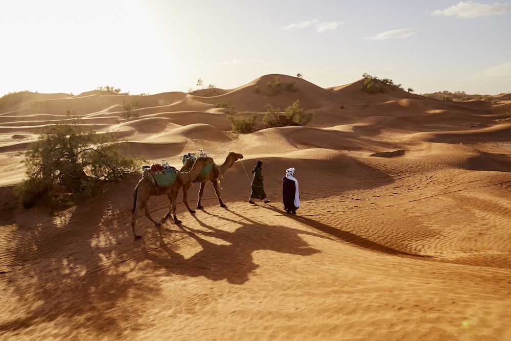 사막을 걷는 두 마리의 낙타와 함께 걷는 사람들