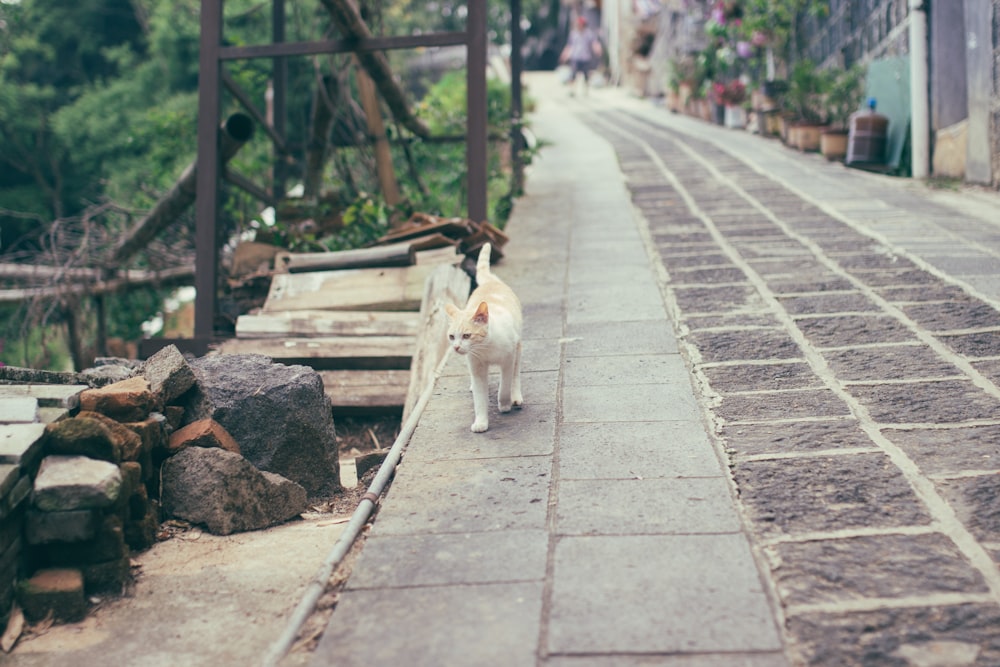 orange and white cat