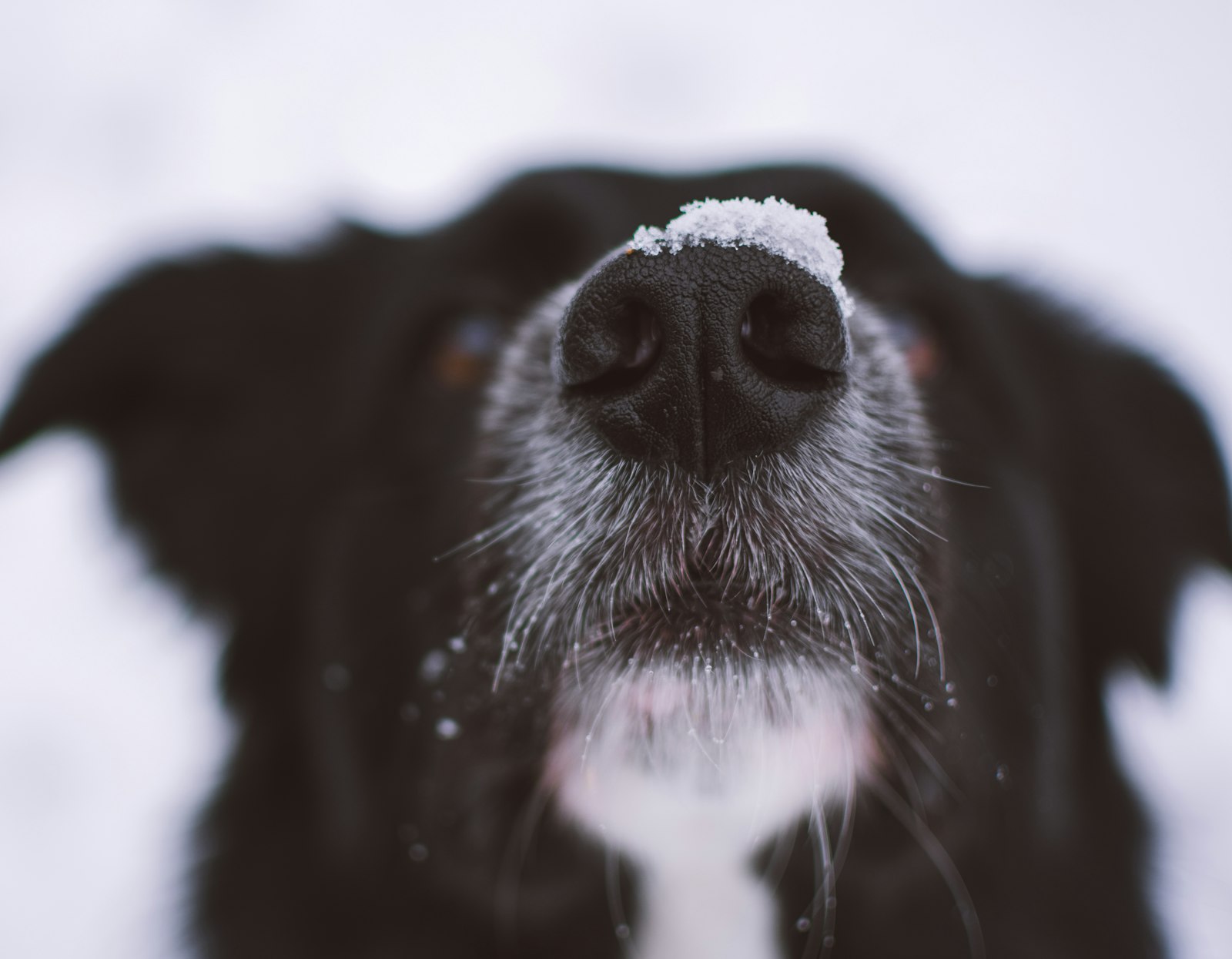 Nikon D3400 + Nikon AF-S DX Nikkor 35mm F1.8G sample photo. Short-coated black dog photography