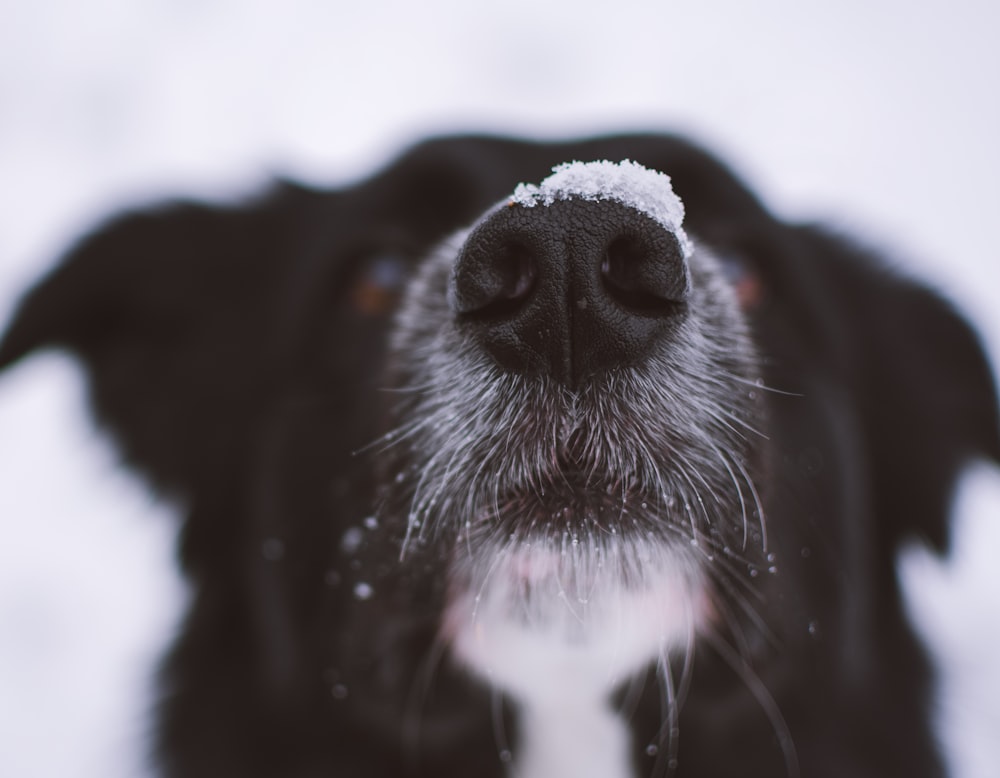 short-coated black dog