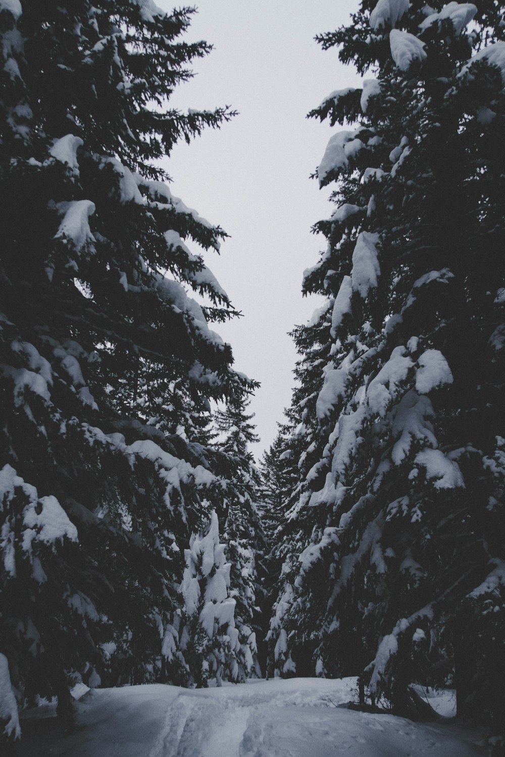 snow covered trees under clear sky